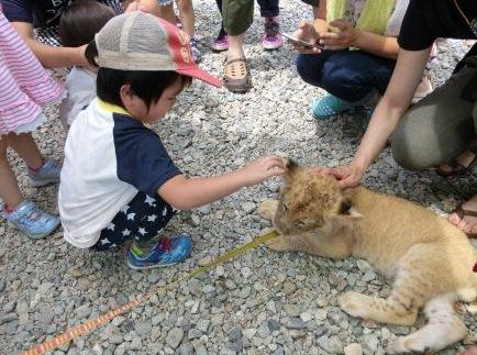 旅行トラの子.jpg