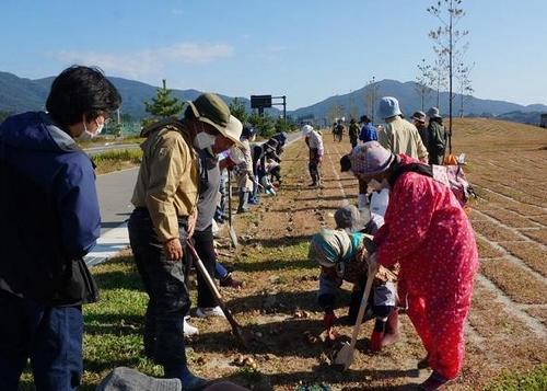 スイセン植える１.jpg